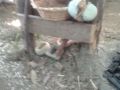 IMG 20150422 WA0003